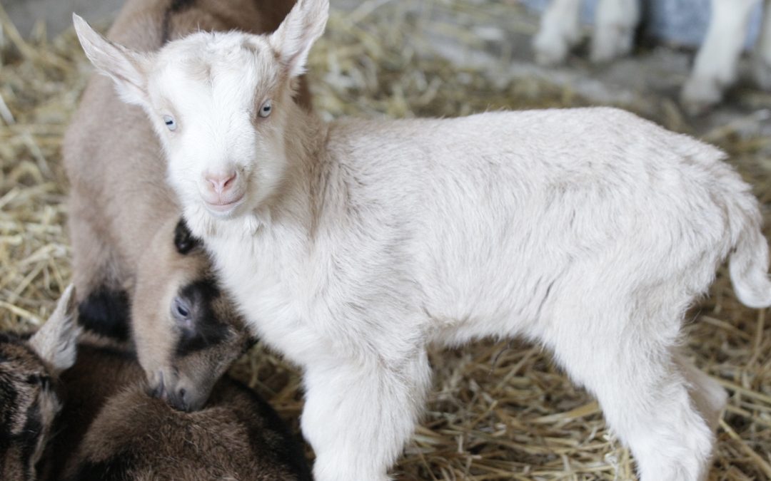 La naissance des cabris